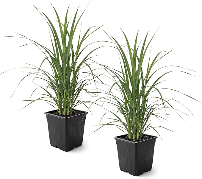 Ornamental Assorted Pink and White Grass (2 Plants Per Pack) - Live Decorative Plant - 12" Tall by 6" Wide in 1.5 Qt Pot
