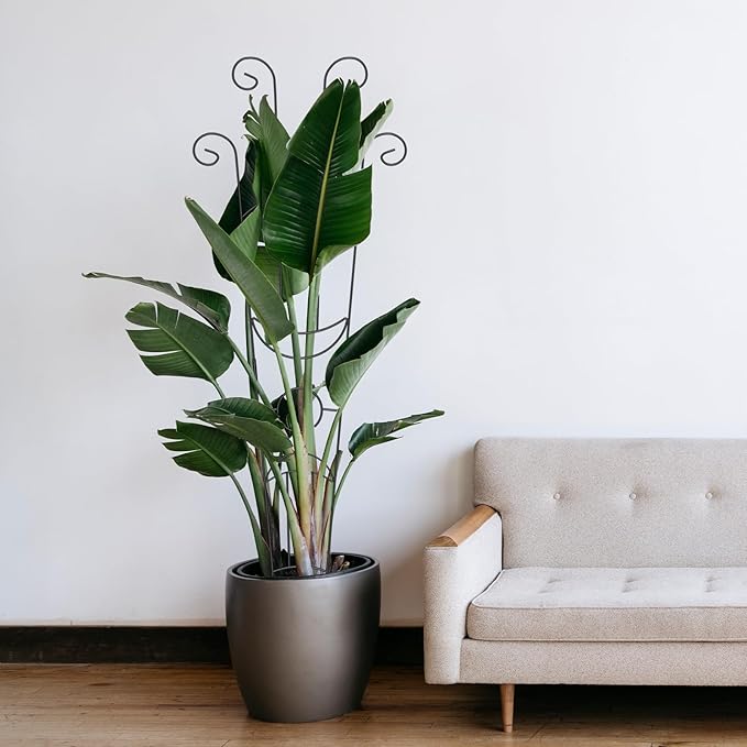 2 Pack 32.6'' Taller Plant Trellis for Climbing Plants Indoors & Outdoor, Garden Metal Trellis Plant Support for Potted Plants, Houseplants, Flowers Vine, Ivy, Pothos, Monstera