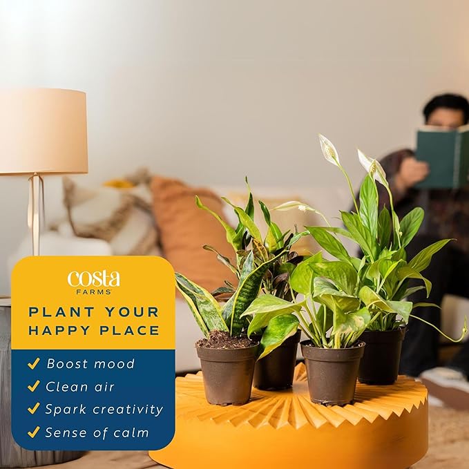 Costa Farms Live Plants (Pack of 4), Easy to Grow Live Indoor Houseplants in 3.8-Inch Plant Pots, Hand-Selected Varieties, Home and Room Decor, 8-10 Inches Tall