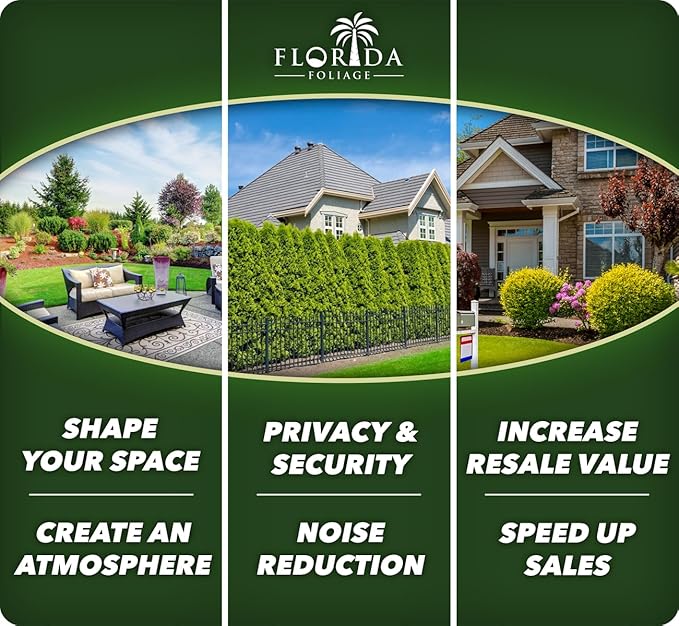 Hillspire Juniper | 5 Live Quart Size Plants | Stunning Evergreen for Ornamental Landscaping, Privacy Screen or Windbreak, Drought Resistant