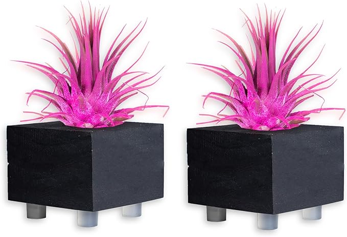 Air Plants - Tillandsia Ionantha - Organically Enhanced Color - Live Arrival Guaranteed - House Plants for Home Decor & Gift (Rose_Pink_2pk+2_Black_Planters)