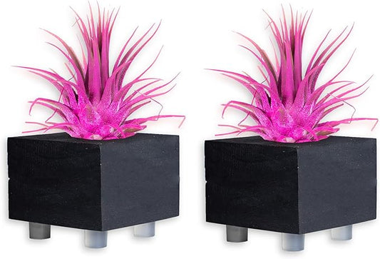 Air Plants - Tillandsia Ionantha - Organically Enhanced Color - Live Arrival Guaranteed - House Plants for Home Decor & Gift (Rose_Pink_2pk+2_Black_Planters)