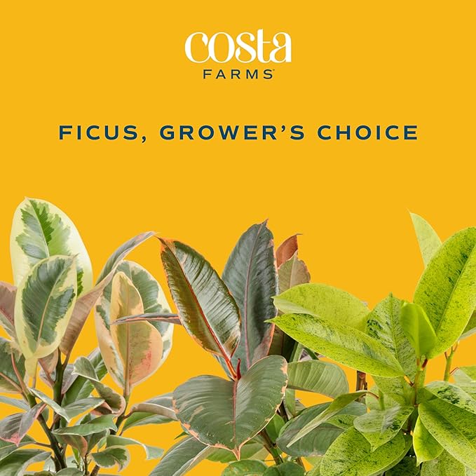 Costa Farms Ficus Live Plant | Beautiful Potted Houseplant in 10-Inch Decorative Plant Pot | 22-40 Inches Tall, Grower's Choice Variety | Potting Soil | Garden or Birthday Gift | Room and Home Decor