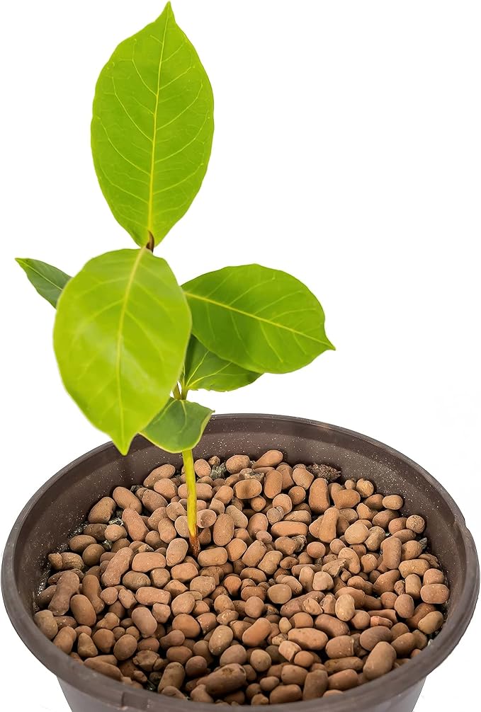 Gardenera Expanded Clay Pebbles for Plants – 4mm-16mm LECA Balls | 100% Natural Hydroton Clay for Drainage, Hydroponics, Aquaponics, Terrariums, Orchids & Indoor Plant Growing Medium - 20 Quarts