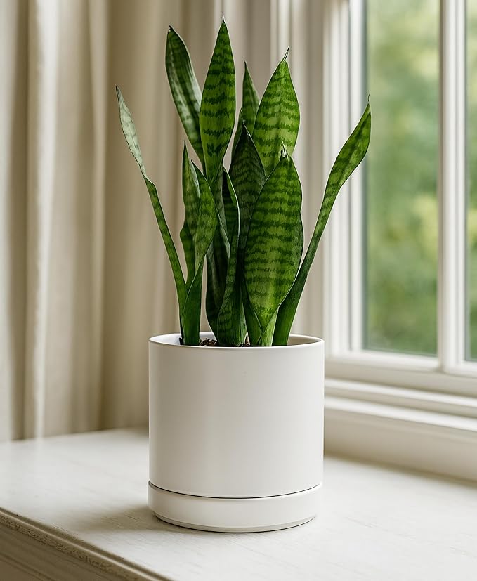 D'vine Dev 4.7 Inch & 6.5 Inch Ceramic Planter Pots for Plants with Drainage Hole and Saucer, Small Plant Pots Set, White, 94-G-S-1