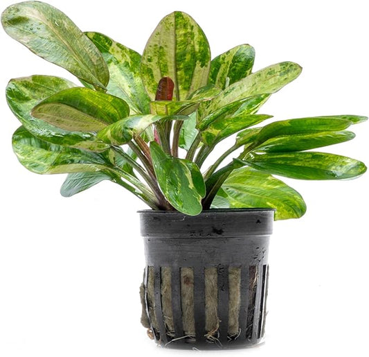 SubstrateSource Live Plants - Echinodorus ‘Hadi Red Pearl Variegated’ (Echinodorus sp.) - Low to Medium Light, Red Green Accent, Midground, Freshwater Aquatic Plant - Pot
