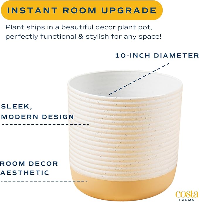 Costa Farms Ficus Live Plant | Beautiful Potted Houseplant in 10-Inch Decorative Plant Pot | 22-40 Inches Tall, Grower's Choice Variety | Potting Soil | Garden or Birthday Gift | Room and Home Decor