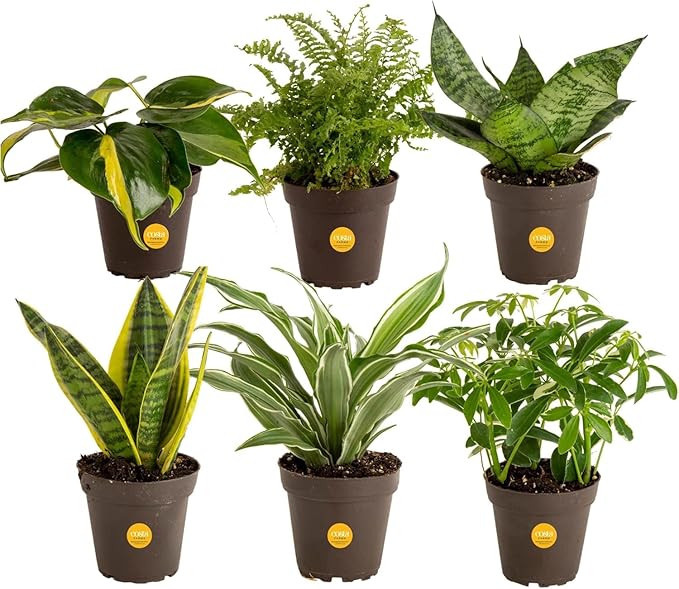 Costa Farms Live Plants (Pack of 6), Easy to Grow Live Indoor Houseplants in 3.8-Inch Plant Pots, Hand-Selected Varieties, Home and Room Decor, 8-10 Inches Tall
