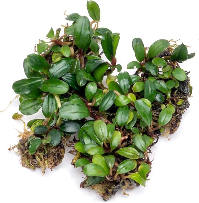 SubstrateSource Bucephalandra Mini Coin Live Aquarium Plant - Natural Freshwater Fish Tank Decorations and Aquatic Decor (Small Clump (3-5 Plants))
