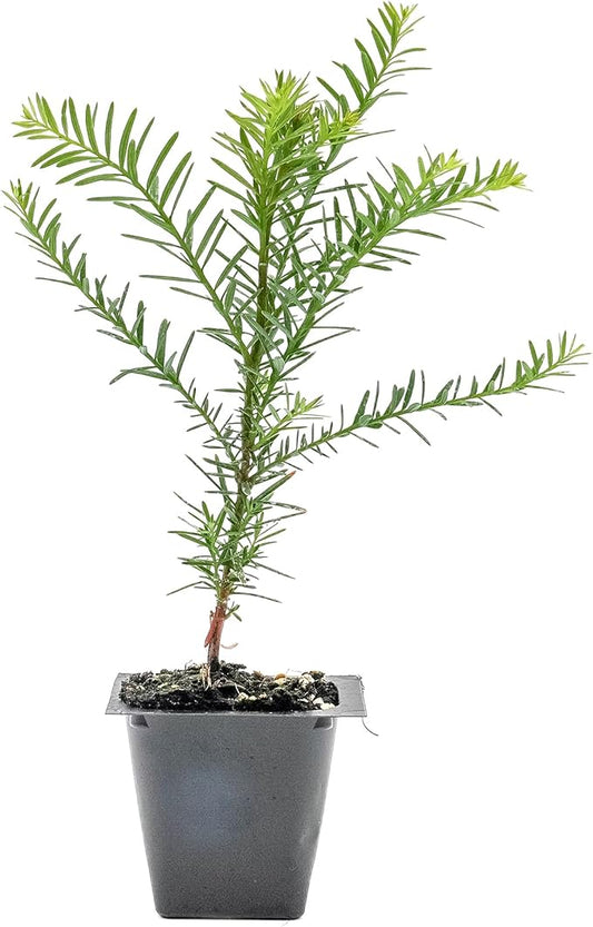 1 Coastal Redwood Tree – Live Plant – Sequoia sempervirens – Thriving in 3” Deep Nursery Cube – 5-8” Tall, Fast-Growing & Majestic Evergreen