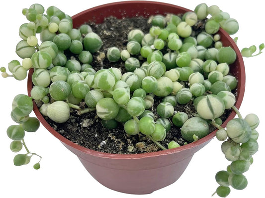 Live Succulent 4" Variegated String of Pearls, Succulents Plants Live, Succulent Plants Fully Rooted Hanging House Plant for Home Office Decoration, DIY Projects Party Favor Gift by The Succulent Cult