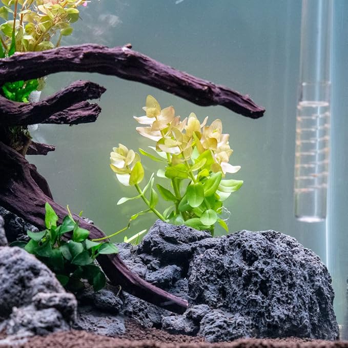 SubstrateSource Live Aquarium Red Stem Plants - Freshwater Aquatic Plant for Fish Tanks, Aquascaping - (Ludwigia Natans Super, 1 Bunch)