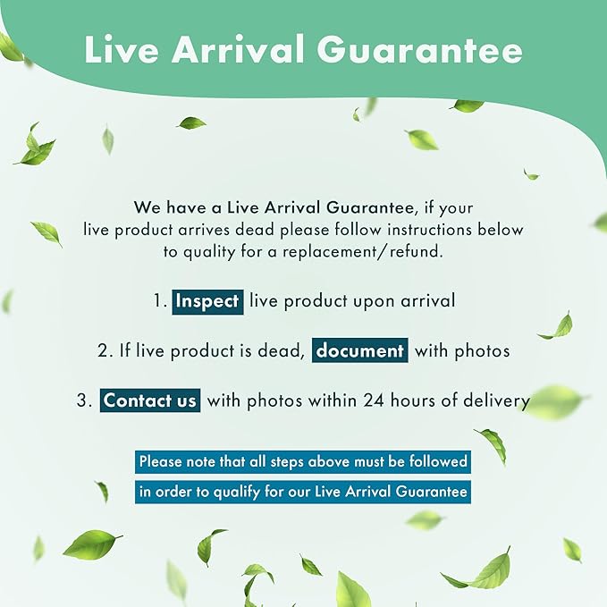 SubstrateSource Live Aquarium Plants on Driftwood, Lava Rock, Moss, Fiber Mat - Freshwater Fish Tanks - Easy, Beginner Friendly (Moss on Bonsai Tree, Extra Small)