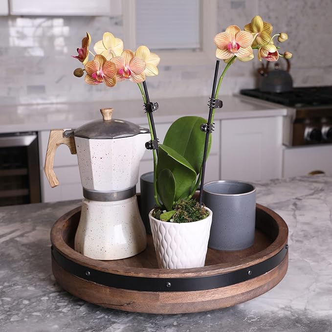 Green Circle Growers Salmon Orchid in 3" White Pot, Live Indoor Plants, House Plant