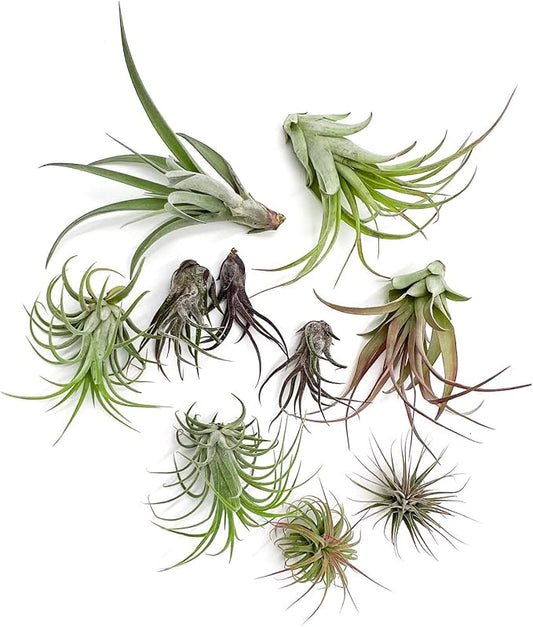 ragnaroc Air Plants - Freyja Gift Box - 10ct - Live Arrival Guaranteed - House Plants for Home Decor & Gift