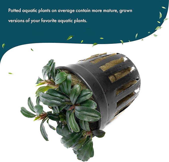 SubstrateSource Live Plants - Bucephalandra Brownie Phoenix - Low Light, Dark Green to Red Accent for Foreground to Midground Freshwater Aquarium Aquascaping - Pot