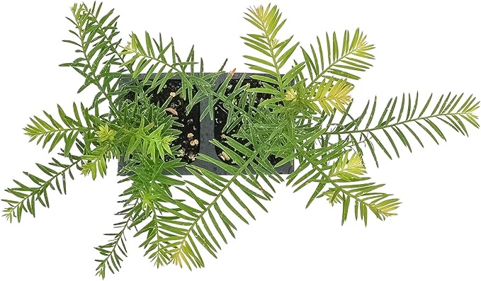 2 Coastal Redwood Trees – Live Plants – Sequoia sempervirens – Thriving in 3” Deep Nursery Cubes – 5-8” Tall, Fast-Growing & Majestic Evergreen