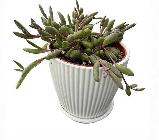 4" Ruby Necklace with White Stripe Pot, Live Othonna capensis L.H.Bailey Succulent, Purple Hanging Trailing House Plant for Home Office Wedding Decoration DIY Project Party Favor