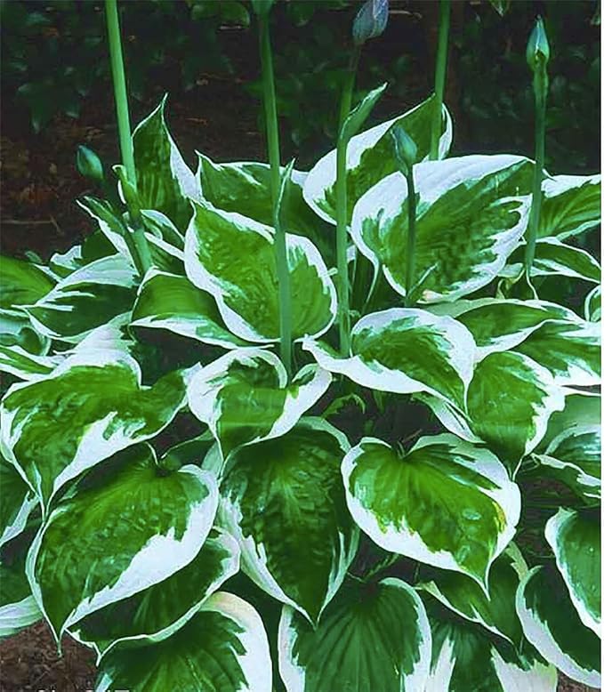 Captain Kirk Hosta - Shade Plant, 24-42" Tall, 42" Wide. Bold Green Leaves with Light Green Centers, Ideal for Low Light Areas, Low Maintenance. Also Good Indoor House Plants.