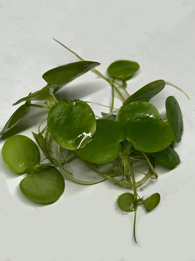 12 Amazon Frogbit (Limnobium Laevigatum), Live Aquarium/Aquatic Floating Plant by TMD Fishkeeping