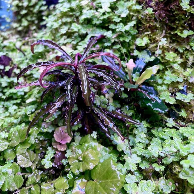 SubstrateSource Live Aquarium Stem Plants - Freshwater Aquatic Plant for Fish Tanks, Aquascaping - (Diamond Ludwigia Peruensis, 1 Bunch)