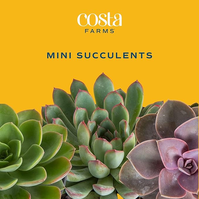Costa Farms Succulent Plant, Live Indoor Plant Mini Succulent in Cute Decor Plant Pot, Potting Soil Mix, Grower's Choice, Room Decor, Housewarming Gift, 2-Inches Tall