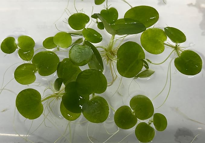 12 Amazon Frogbit (Limnobium Laevigatum), Live Aquarium/Aquatic Floating Plant by TMD Fishkeeping