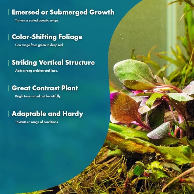 SubstrateSource Live Plants - Lobelia Cardinalis (Lobelia cardinalis) - Moderate to High Light, Bright Green Accent Freshwater Aquatic Stem Plant, Midground Placement for Aquascaping - Pot, 3 Pack