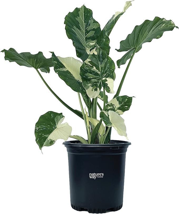 Nature's Way Farms, Alocasia Dawn Variegated, Rare Plant Collection, Live Plant (18-24 in. Tall) in Grower Pot