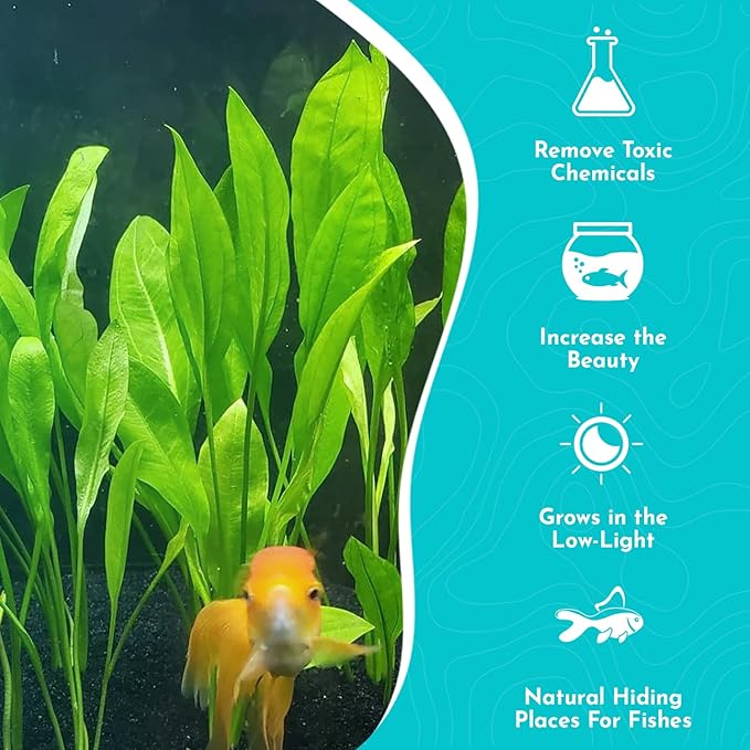 Live Aquarium Amazon Sword Echinodorus Bleheri Plant - Natural Cleaning Filter for Water - Long Lasting & Easy to Maintain Aquatic Plants - Suitable for Winter & Summer - Small