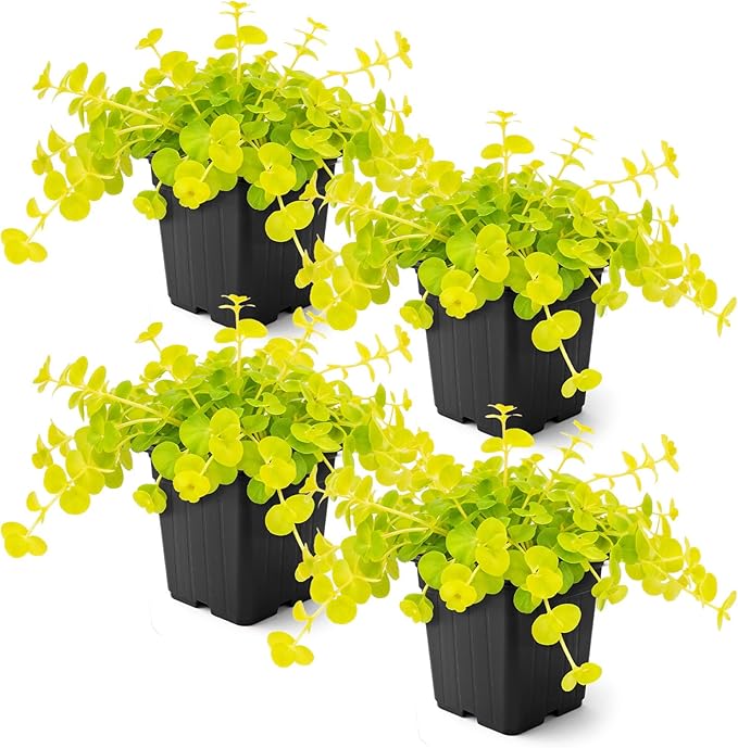 Creeping Jenny Live Plant (Lysimachia nummularia) - 4 Plants Per Pack - Healthy Trailing Perennial - Beautiful Accent Plant - 6" Tall by 4" Wide in 1 Pt Pot