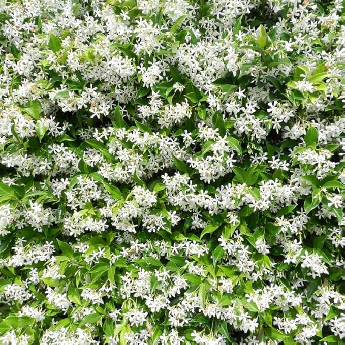 2 Green Confederate Star Jasmine Plants Live, Climbing Jasmine Indoor Outdoor Live, Fragrant, 5-9" in Tall, No Pot, Hardy and Fast-Growing