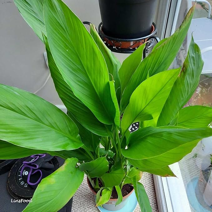 Live Red Turmeric Plants (Curcuma Longa) - Healthy Rhizome and Plant for Home Gardening & Medicinal Use (2 red Turmeric Bags)