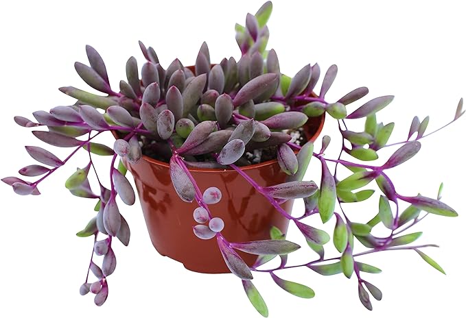 Live Succulent 4" Othonna Capensis Ruby Necklace, Succulents Plants Live, Succulent Plants Fully Rooted, House Plant for Home Office Decoration, DIY Projects, Party Favor Gift by The Succulent Cult