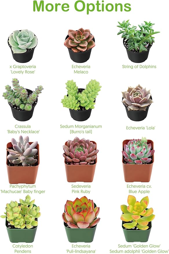 Live Succulents 'Baby Toes' (4-inch), Succulent Plants Fully Rooted in Pots with Soil, Easy-Care House Plant for DIY, Home Office Decor, Wedding Party Favor