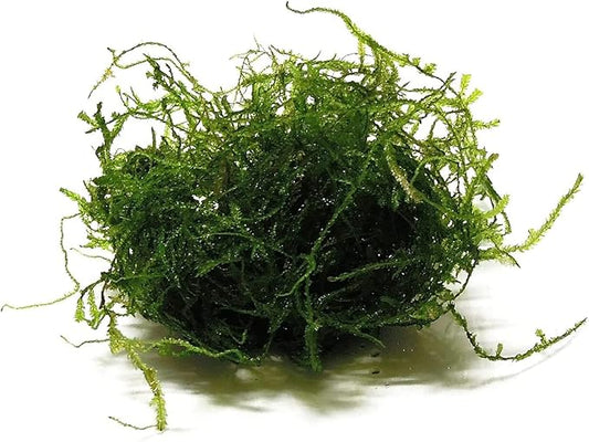 5 Pack Java Moss Taxiphyllum Barbieri Portions