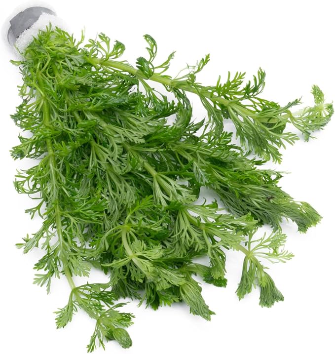 SubstrateSource Live Aquarium Stem Plants - Freshwater Aquatic Plant for Fish Tanks, Aquascaping - (Limnophila Heterophylla, 4 Bunches)