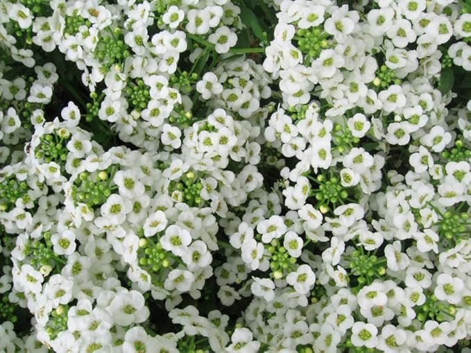 Alyssum Carpet of Snow Nice Garden Flower by Seed Kingdom 2,000 Seeds