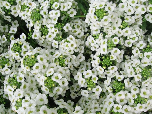 Alyssum Carpet of Snow Nice Garden Flower by Seed Kingdom Bulk 1 Lb Seeds