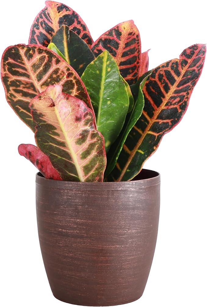 Thorsen's Greenhouse Live Petra Croton Plant, Codiaeum Variegatum, Colorful Foliage, Live Indoor Houselant (Copper, 4-inch Pot)