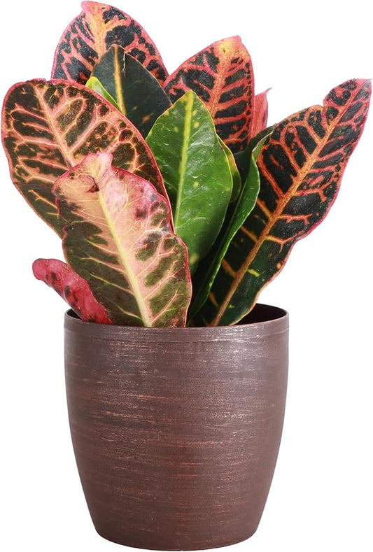 Thorsen's Greenhouse Live Petra Croton Plant, Codiaeum Variegatum, Colorful Foliage, Live Indoor Houselant (Copper, 4-inch Pot)