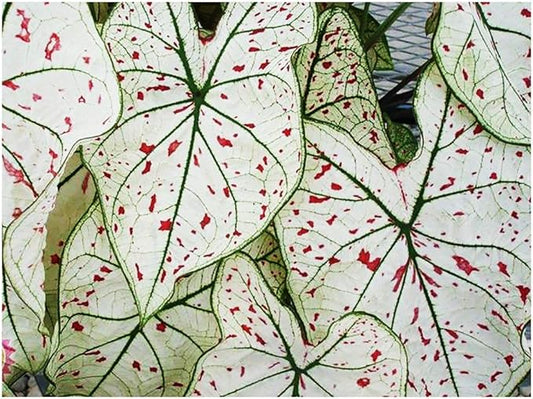 Fancy Leaf Caladium - Cranberry Star - Large Size Root - Hardy Zones 9-11