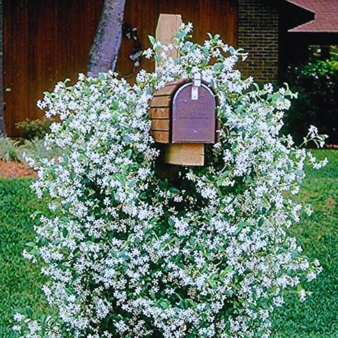 2 Night Blooming Jasmine Plants Live, Climbing Jasmine Indoor Outdoor Live, Fragrant, 5-9" in Tall, No Pot, Hardy and Fast-Growing