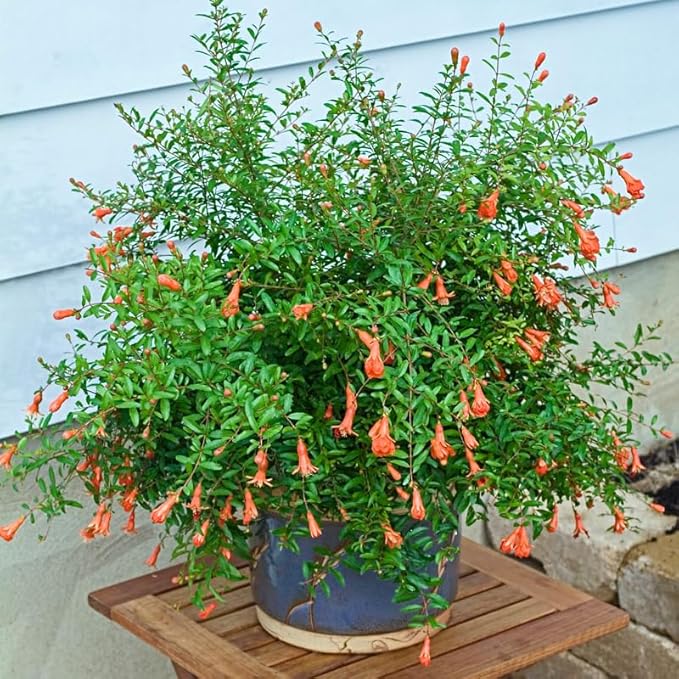 Live Dwarf Pomegranate Plant (Punica Granatum) - Compact, Ornamental Fruit Bearing Shrub, Indoor/Outdoor (4 pom-Dwarf Cups)