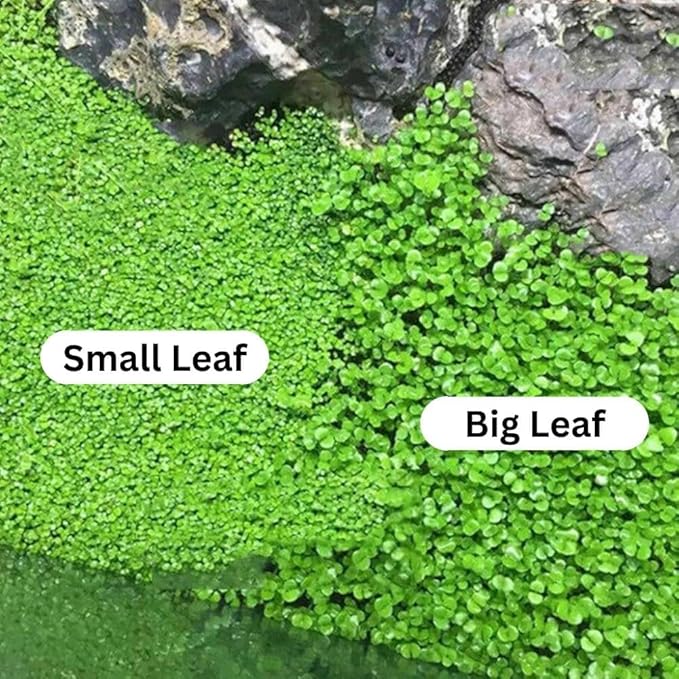 3 Pack Freshwater Aquarium Decor, Easy Growing Dwarf Carpet for Fish Tank/Terrarium, Natural Aquatic Plant Growth Material (Small Leaf)