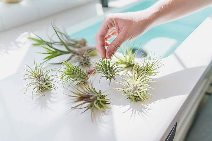 Tillandsia Caput Medusae Air Plants - Live Succulent House Plants - Available in Wholesale and Bulk - Home and Garden Decor - Easy Care Indoor/Outdoor Air Plant (Pack of 3)