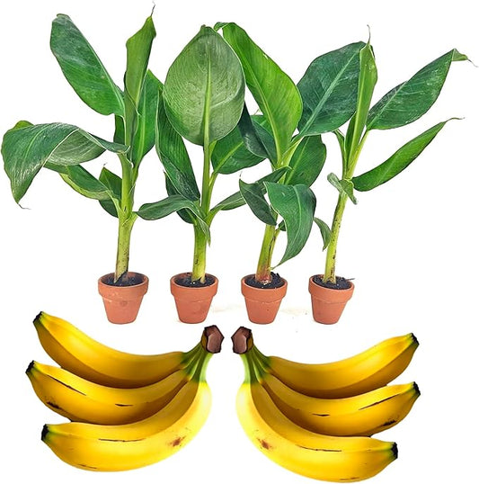 4 Live “Double Mahoi” Banana Plants – Rare Dwarf Variety, Grows 2 Bunches Per Plant – Indoor/Outdoor Edible Tropical Fruit Tree – Self-Pollinating
