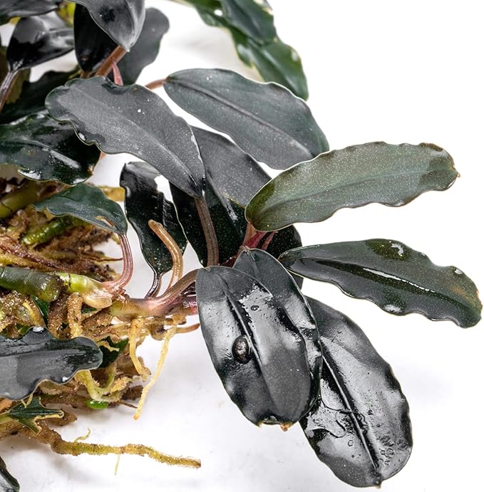 SubstrateSource Bucephalandra Deep Purple Live Aquarium Plant - Natural Freshwater Fish Tank Decorations and Aquatic Decor (Plant Clump (3 Plants))