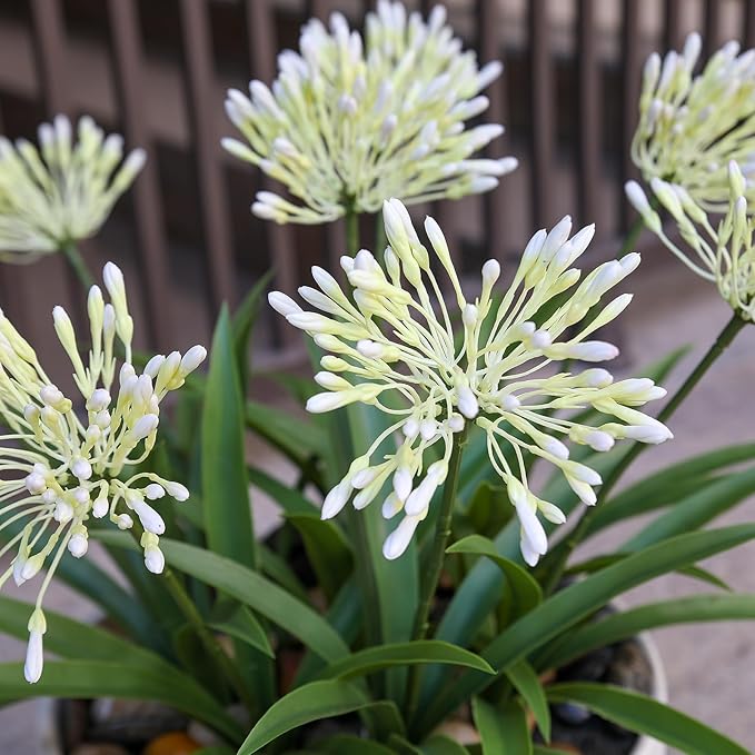 Outdoor Flowers Artificial for Porch 18.9 in Fake Agapanthus Plants 8 Bundles Plastic White Flower Large Faux Greenery for Outside Planter Yard Patio Decor