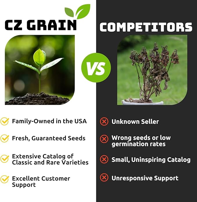 Purple Allium Bulbs for Planting - Easy to Grow Perennial Flowers, Top Size Bulbs, Large Spherical Blooms (20 Bulbs)